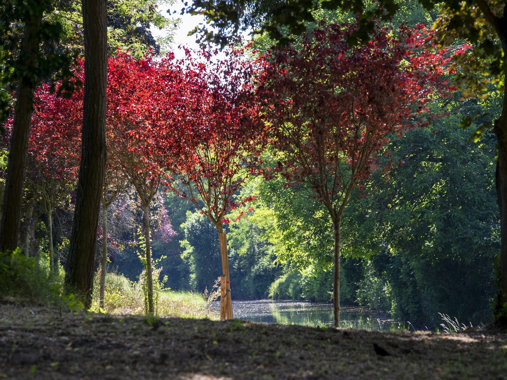 Arbres à feuilles rouges au bord du Canal de l'Ourcq à Villers-Les-Rigault