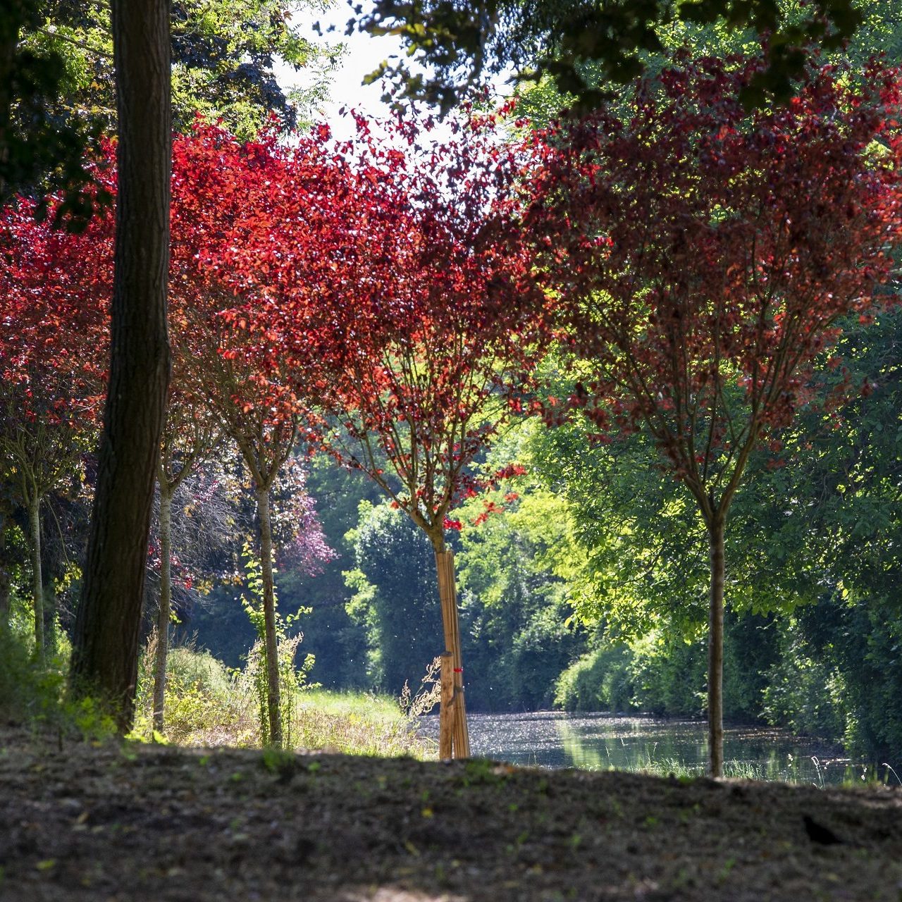 Arbres à feuilles rouges au bord du Canal de l'Ourcq à Villers-Les-Rigault