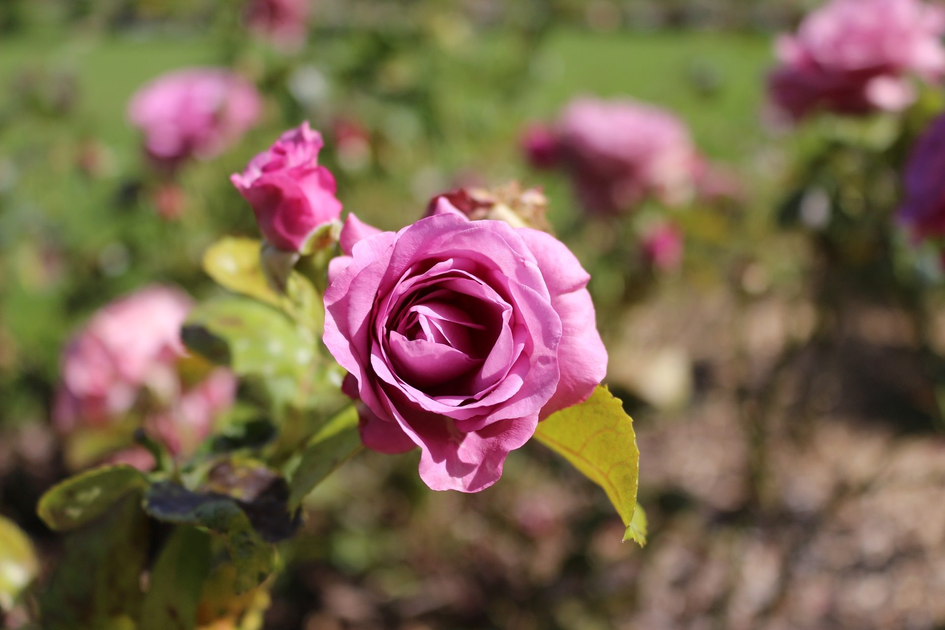 La rose Bossuet dans le jardin Bossuet de Meaux